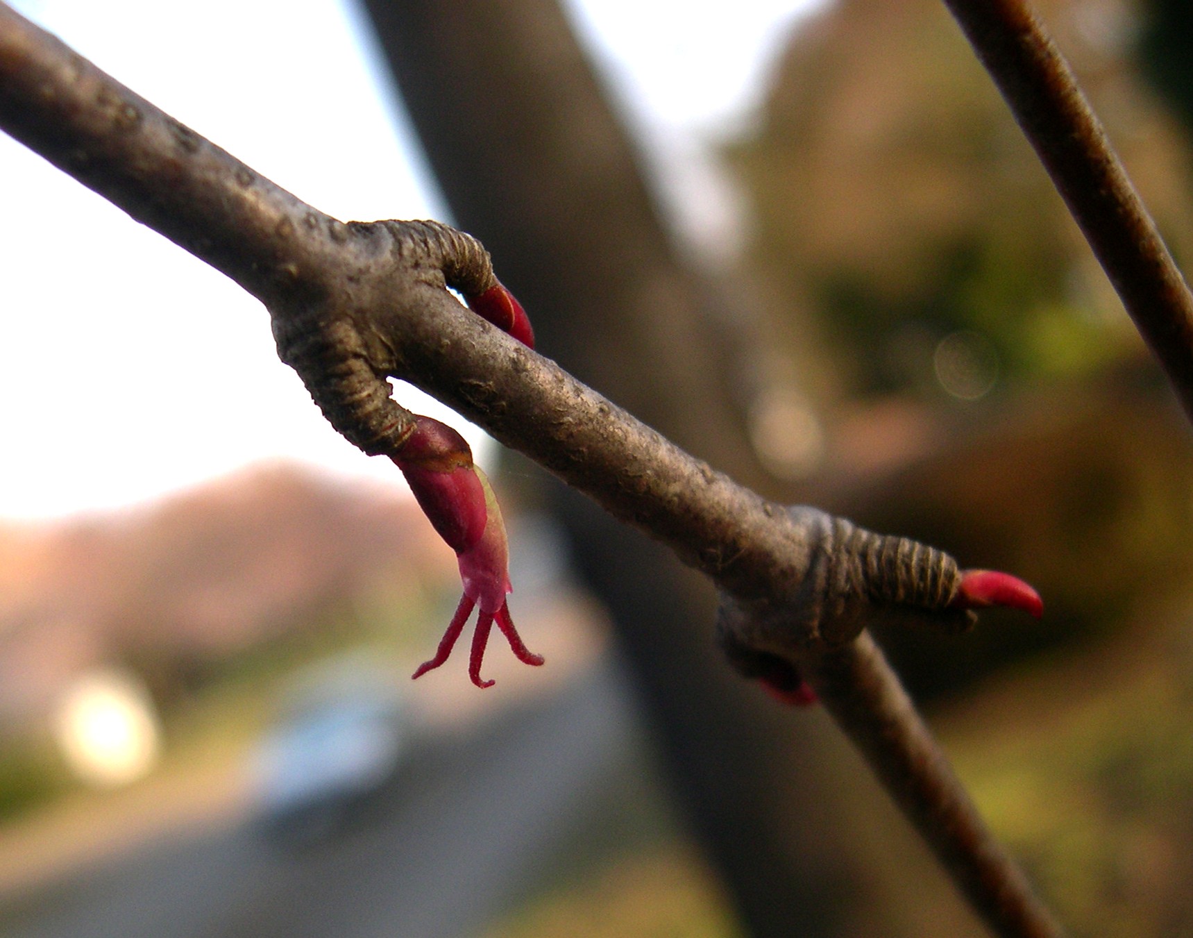 466．《カツラ（桂）》 | ニッセイ緑の財団ニュース